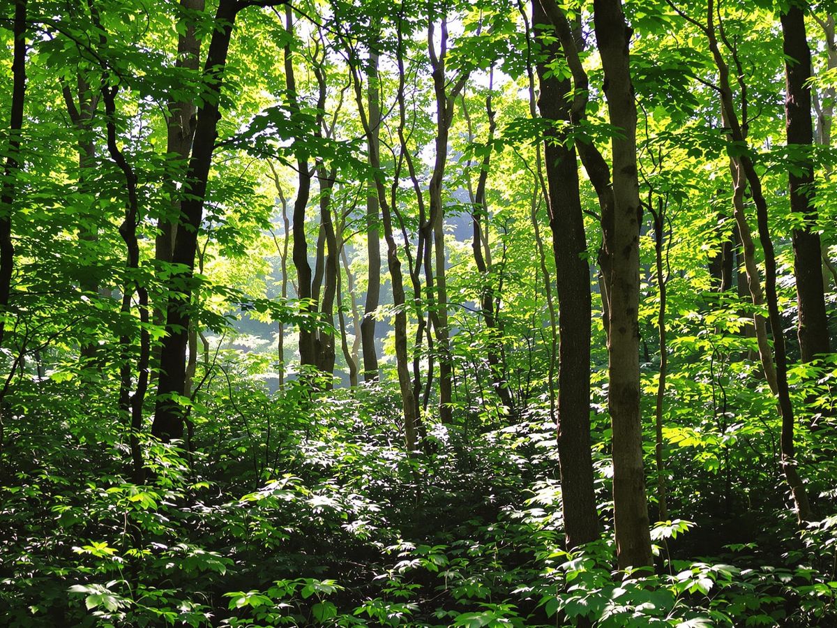 Pădure verde cu lumina soarelui printre copaci.